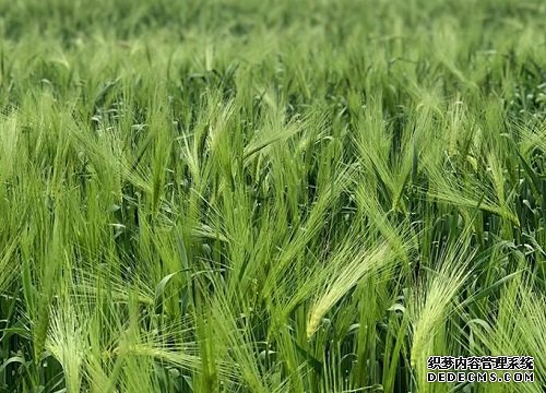 青稞2