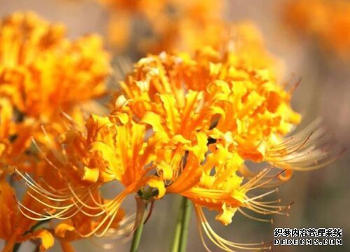 彼岸花3(4)