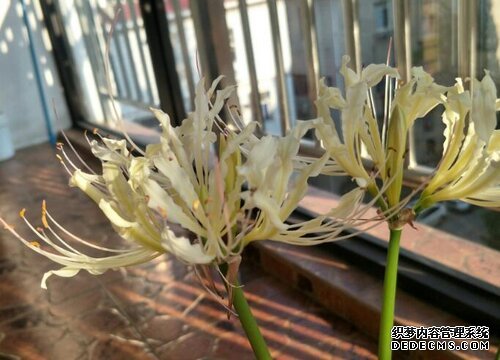 彼岸花6